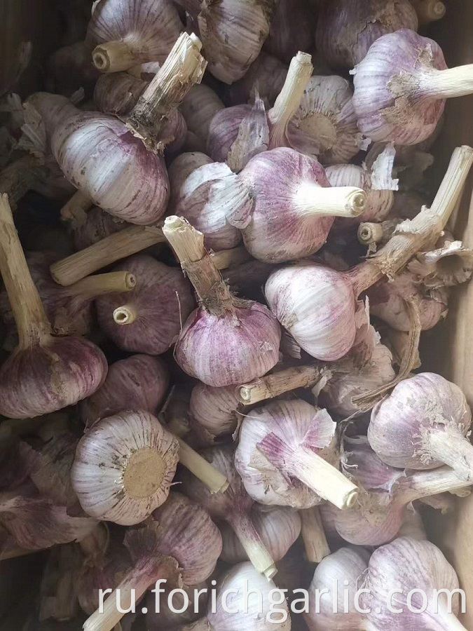 Normal White Garlic